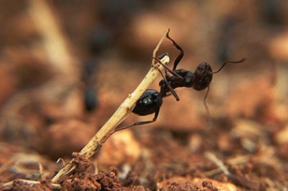 Mala mravljica je pa odgovorna voditeljica
