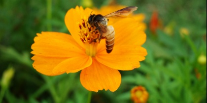 Marljiva čebela