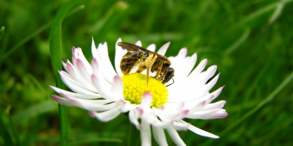 Marljiva čebela